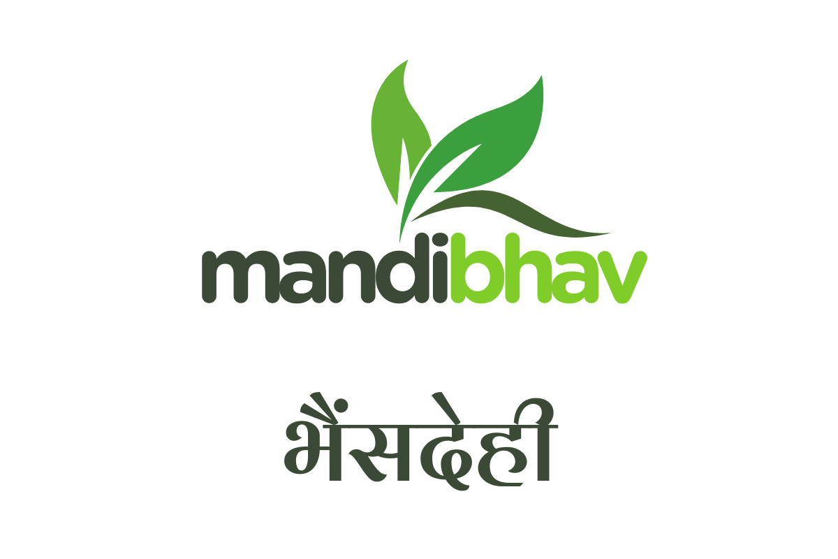 Bhainsdehi Mandi Bhav