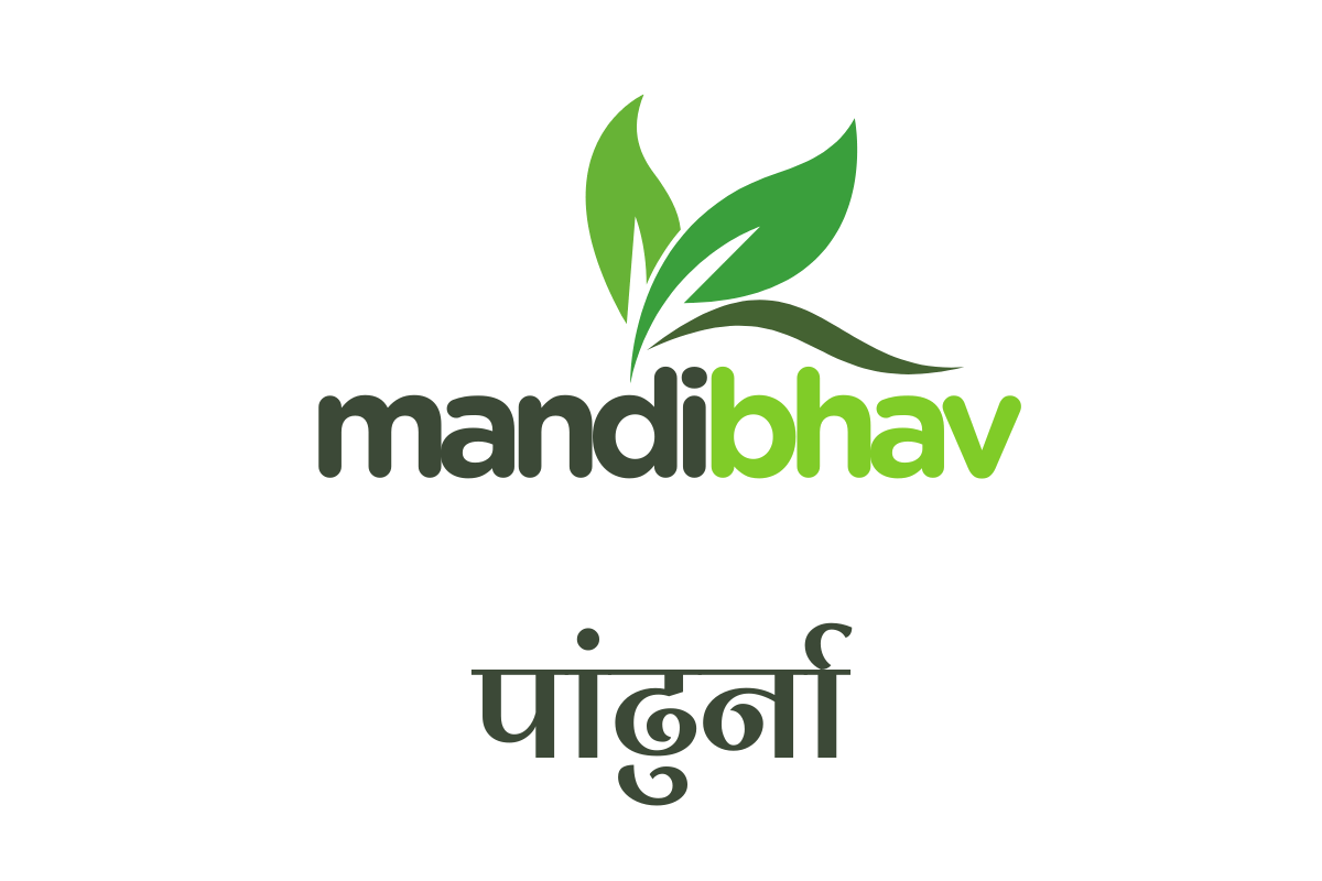 Pandhurna Mandi Bhav