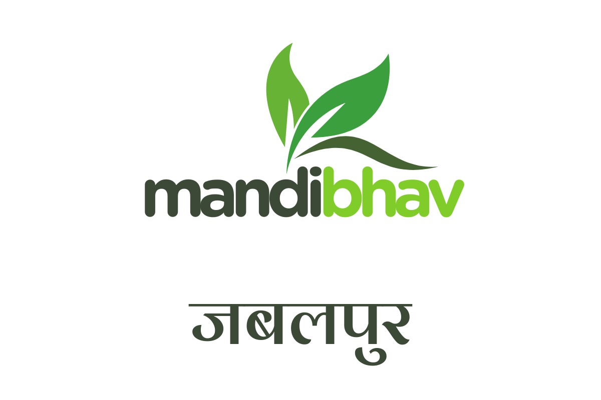 Jabalpur Mandi Bhav